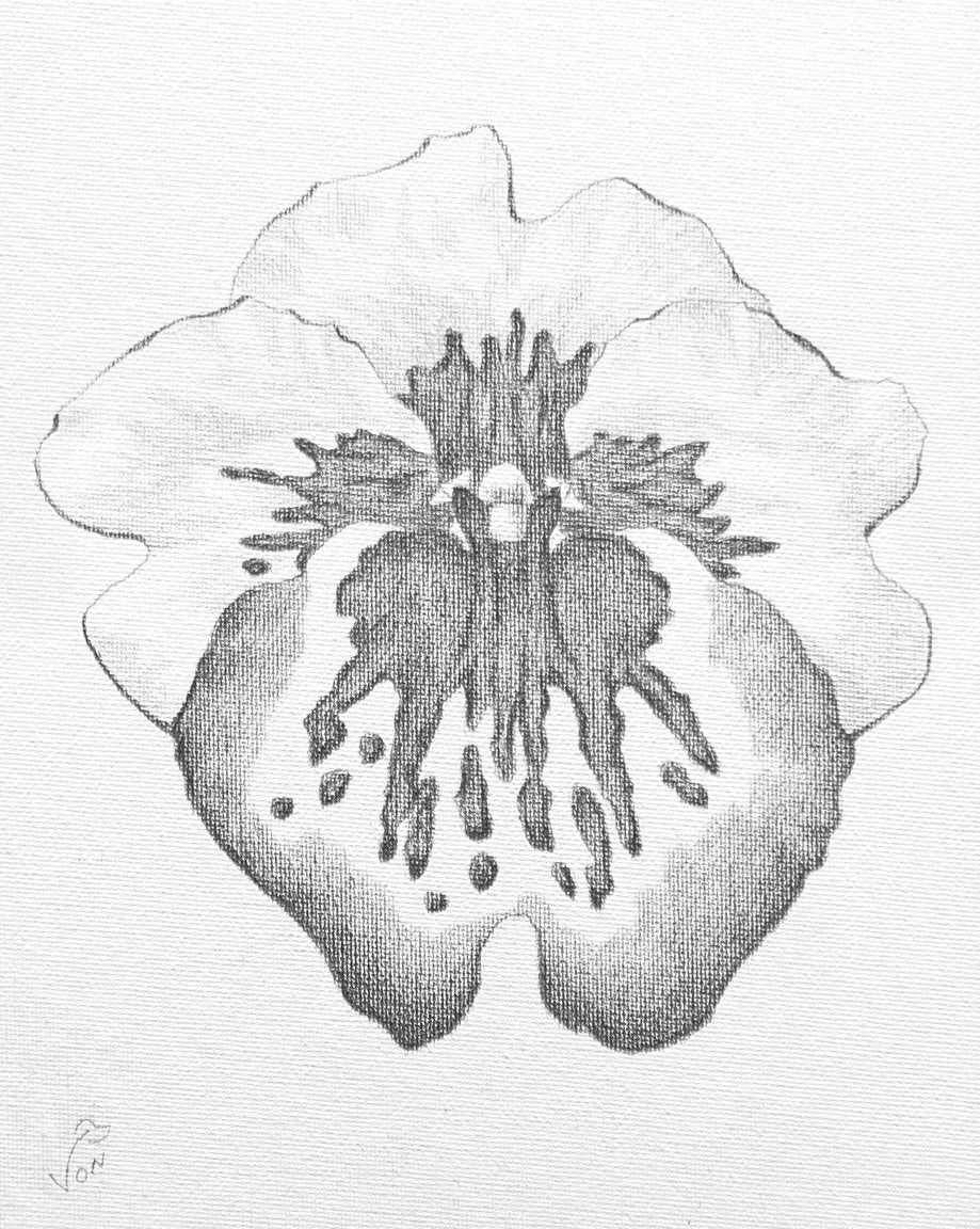 8 x 10 Vonflora Orchid Art Miltonia Drawing Orchid Flower Drawing on Canvas Panel
