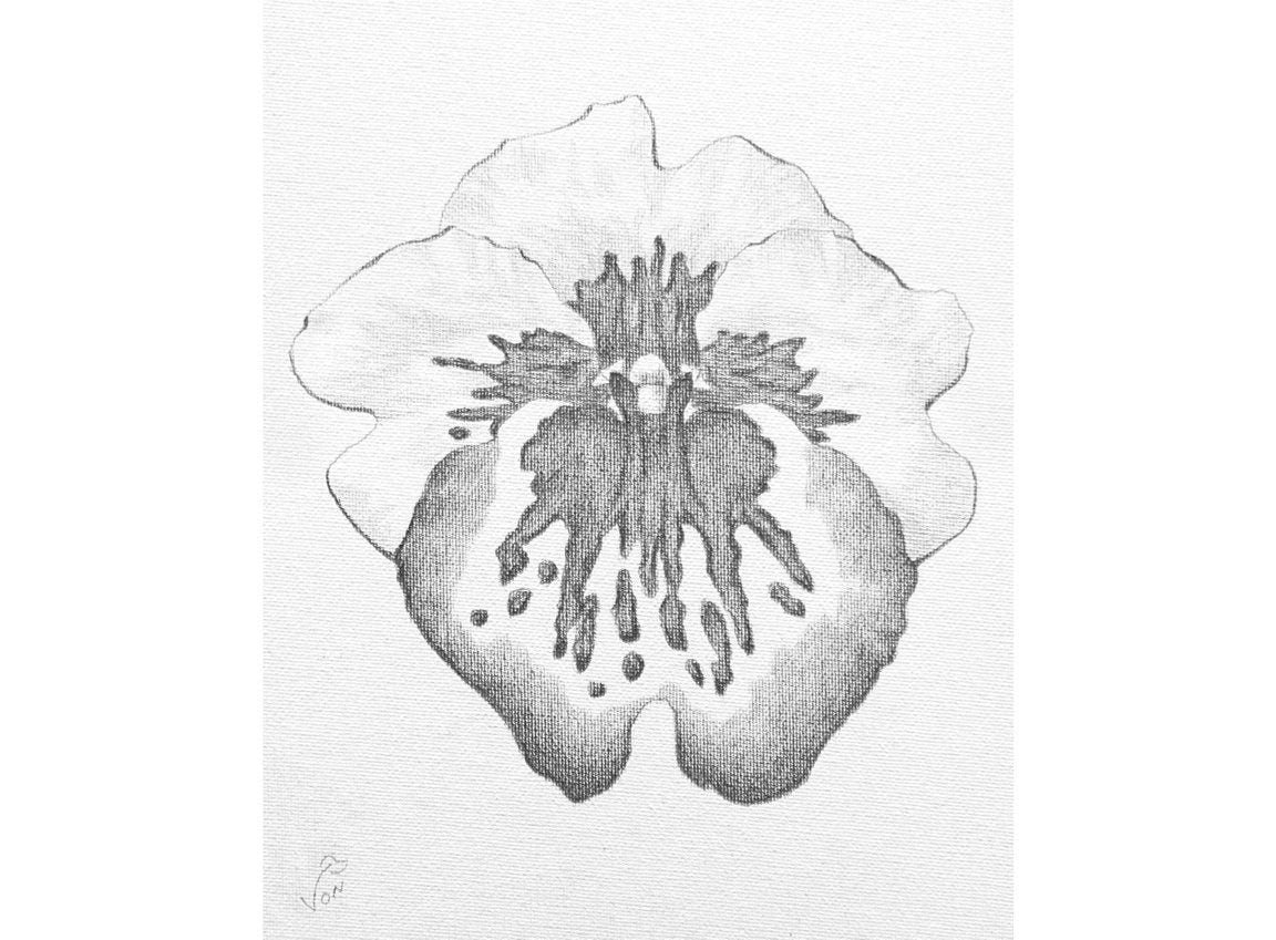 8 x 10 Vonflora Orchid Art Miltonia Drawing Orchid Flower Drawing on Canvas Panel