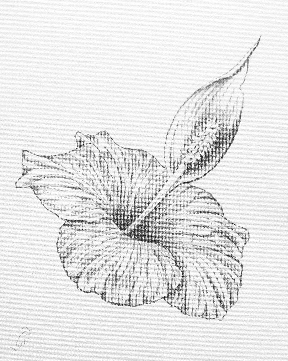 8 x 10 Vonflora Hibiscus Peace Lily Pencil Drawing Hibiscus Art Hibiscus Drawing Peace Lily Art