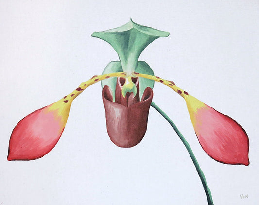 8 x 10 Lowii Orchid Lady Slipper Orchid Painting Floral Oil Painting Lowii Painting Orchid Artwork Orchid Wall Art Decor Flower Painting