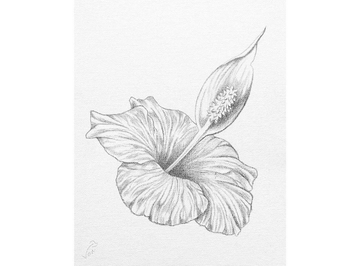 8 x 10 Vonflora Hibiscus Peace Lily Pencil Drawing Hibiscus Art Hibiscus Drawing Peace Lily Art